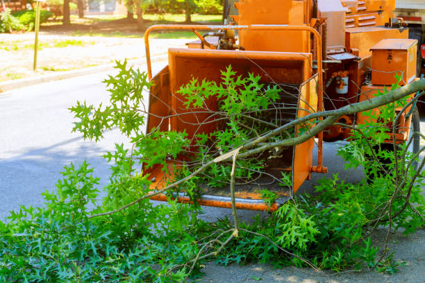 Best Emergency Tree Service  in Robbins, NC